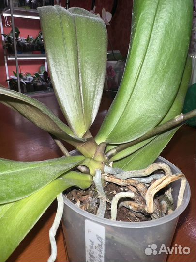 Орхидея фаленопсис