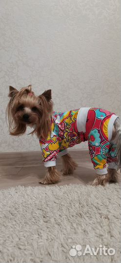 Одежда для собак мелких пород
