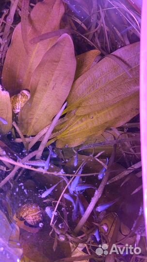 Валиснерия, папоротник, макроподы