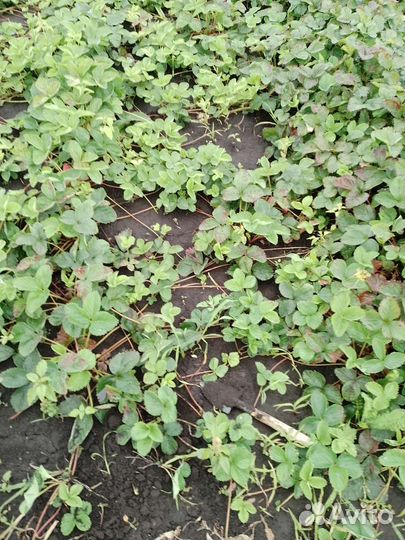 Продаются усы клубники #чёрный принц#