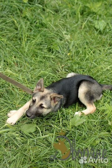 Рэкс ищет семью