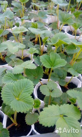 Рассада клубники