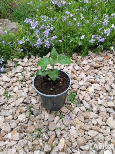 Цветы многолетники