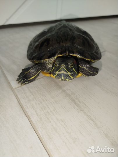 Красноухая черепаха, девочка, большого размера