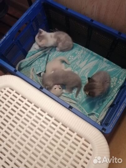 Отдам котят