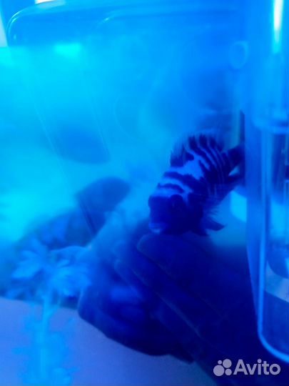 Рыбки аквариумные