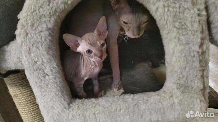 Донской сфинкс