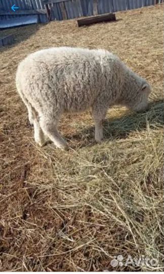 Барашки, баран, ягнята