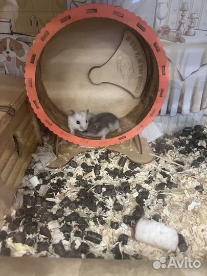 Джунгарский хомяк маленький