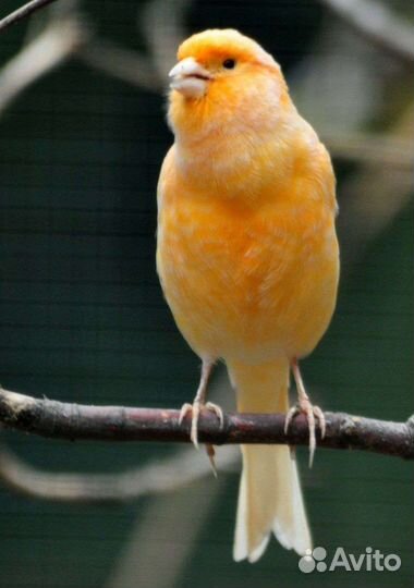 Кенар поющий