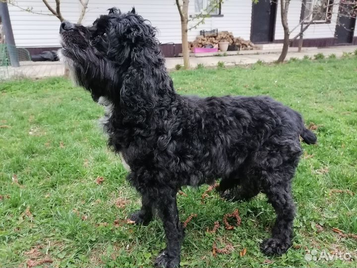 Найдена собака