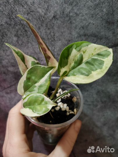 Эпипремнум Биг