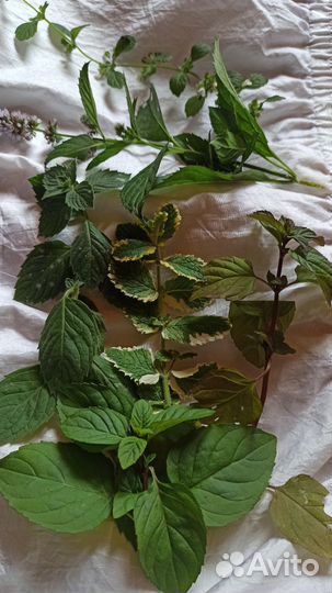 Редкие сорта мяты.чай Релакс Ментол апельсин