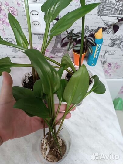 Дримиопсис