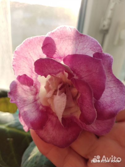 Глоксиния цветущая