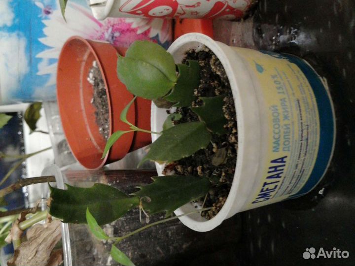 Декабристы