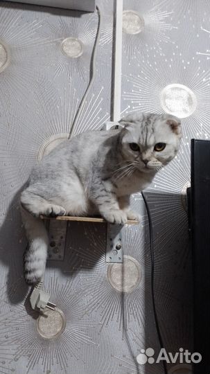 Шотландская вислоухая кошка