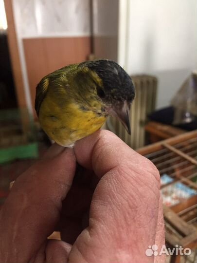 Певчие птицы