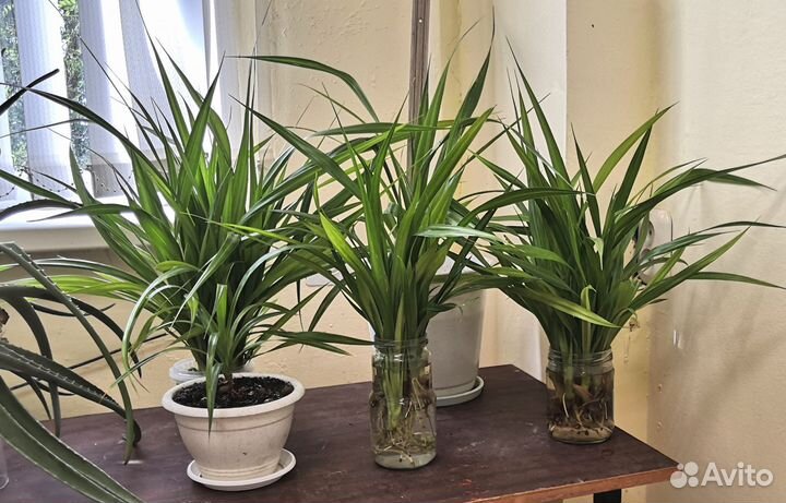 Пандаус Лаис комнатное растение