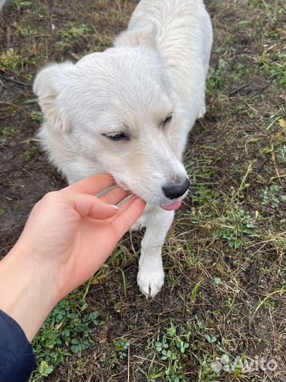 Белка в добрые руки