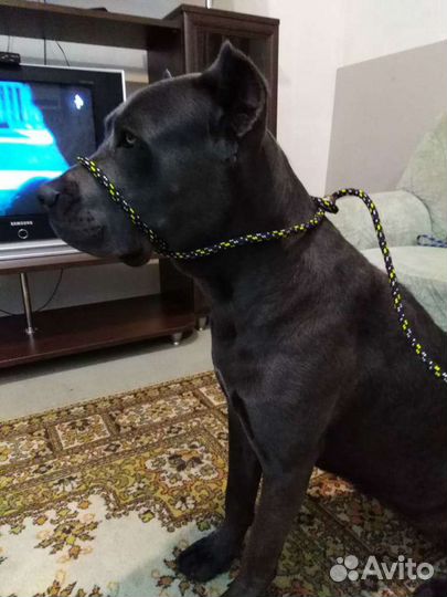 Поводок для собак