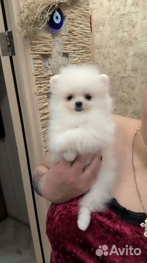 Уфа. Мини шпице -блондики