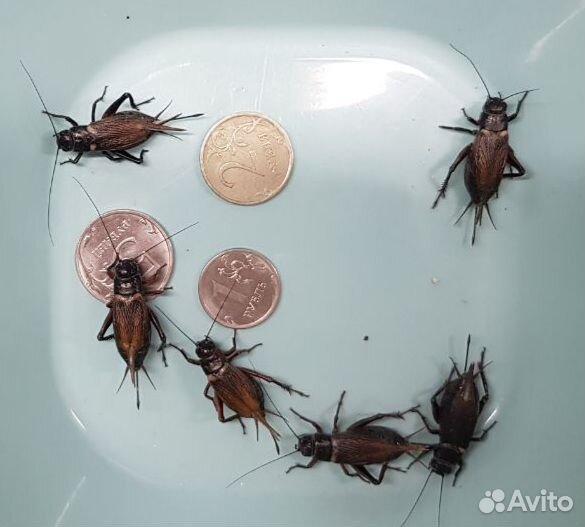 Сверчок двупятнистый, зофобас, тараканы и другие