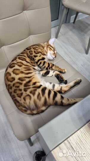 Бенгальский кот