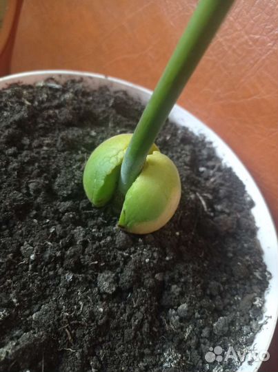 Авокадо дерево