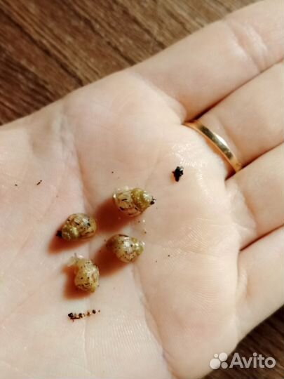 Улитки фулика Альбино