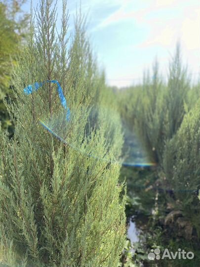 Можжевельник Блю Эроу из питомника 1,95 метра