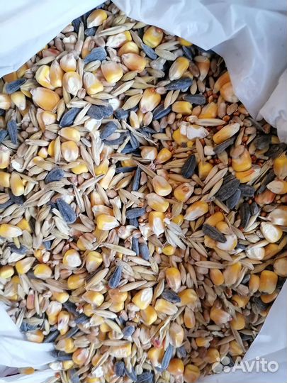 Корм зерно для крыс и др. грызунов