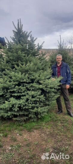 Ель голубая