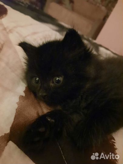 Котенок