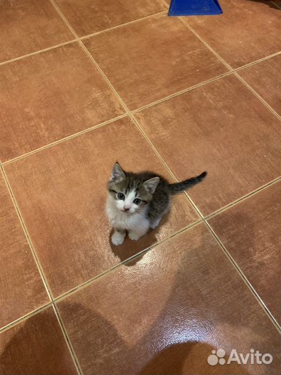 Отдам в добрые руки