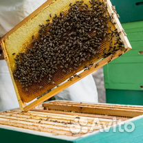 Продажа пчел лето 2023