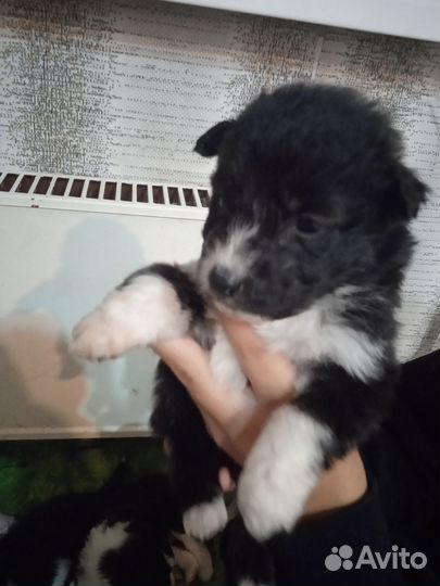 Щенки метисы в добрые руки