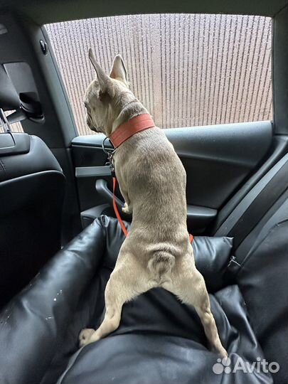 Французский бульдог кабель вязка