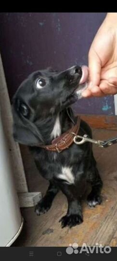 Щеночек Спанечка