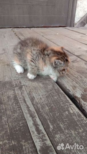Кошки в добрые руки