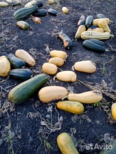 Продам кабачки