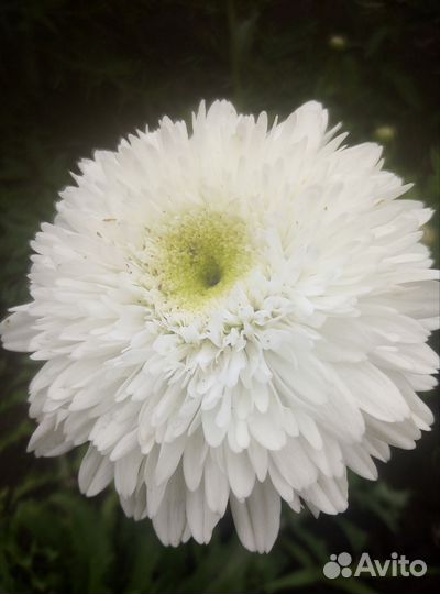 Вероника, ромашка