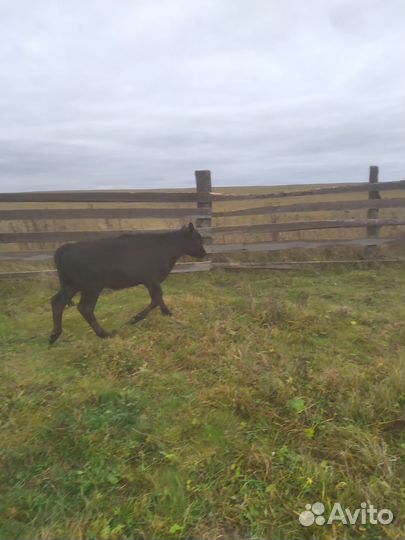 Коровы и телки бычки