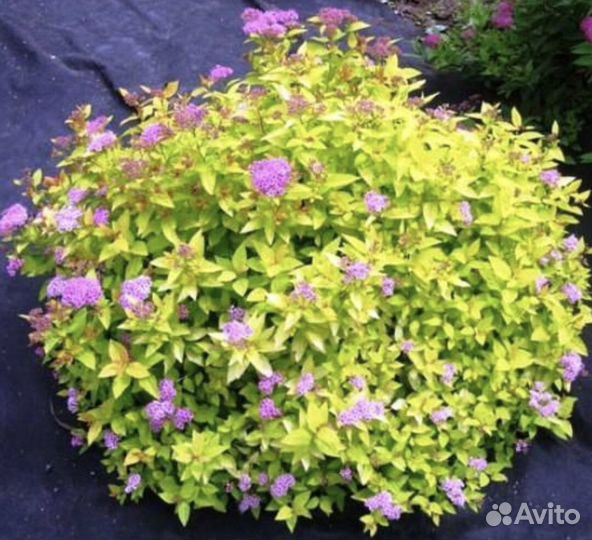 Спирея миндаль