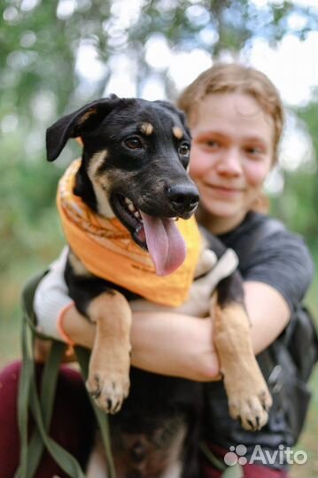 Джеймс Бонд в приюте для собак