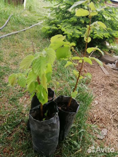 Орешник (лещина, фундук)