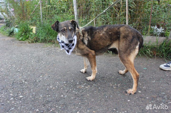 Собака в дар. Не дайте Магде умереть в приюте