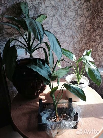 Цветы для дома и сада