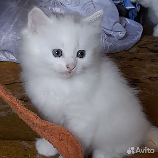 Котенок