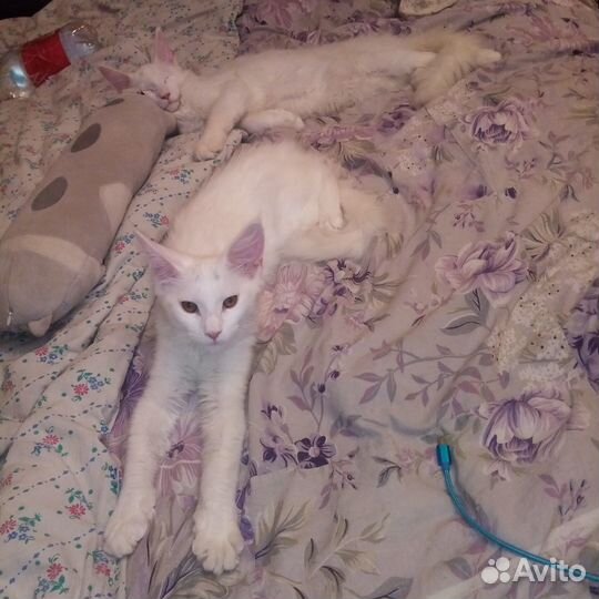 Котята мейн-кун